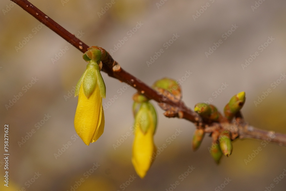 The revival of nature; close-up photo of a sprig of forsythia; Forsythia Lynwood The revival of nature; close-up photo of a sprig of forsythia; Forsythia Lynwood