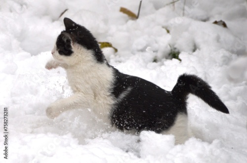 a little kitten is playing in the snow