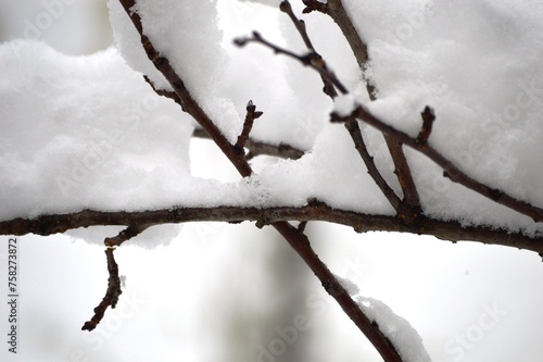 snow on a branch in winter