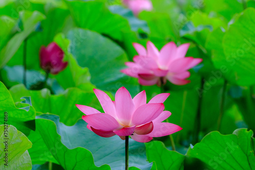 Vivid pink lotus blooms surrounded by green leaves with distinct reticulate veins in an early morning of June at an ecological pond of New Taipei Metro Hydrophilic Park  northern Taiwan.