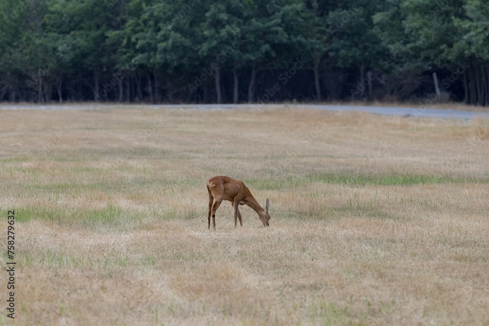 baby roe deer în Springtime looking at the camera