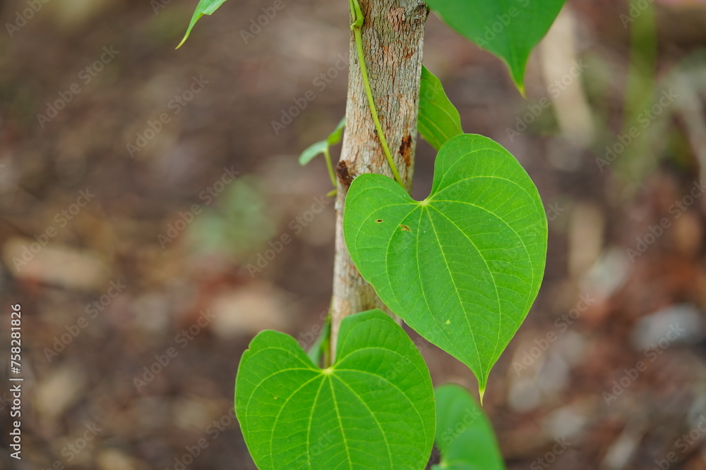 Fotka „Plant and leaves of the air yam, also known as air yam, bitter ...