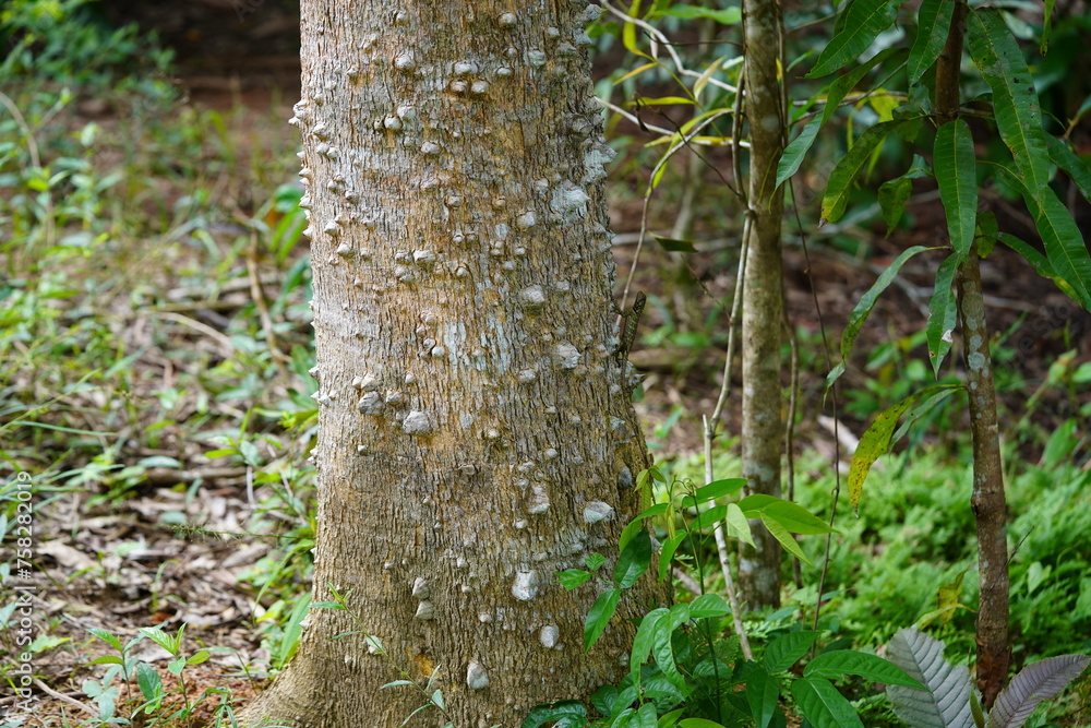 Wildlife in Amazon rainforest. An olive tree runner lizard (plica umbra) sitting an the bark of a kapok tree (ceiba pentandra) with sharp spines near the village of Terra do Caju, Amazonas, Brazil. Wildlife in Amazon rainforest. An olive tree runner lizard (plica umbra) sitting an the bark of a kapok tree (ceiba pentandra) with sharp spines near the village of Terra do Caju, Amazonas, Brazil.