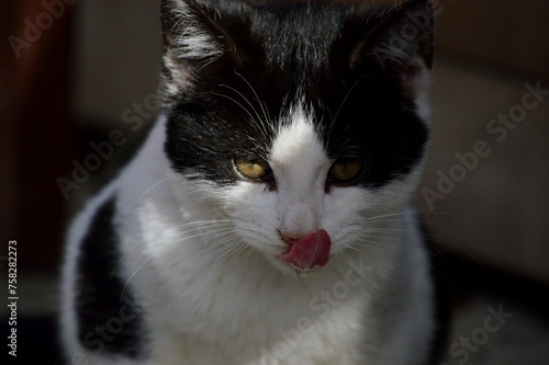 a small black and white cat licks itself