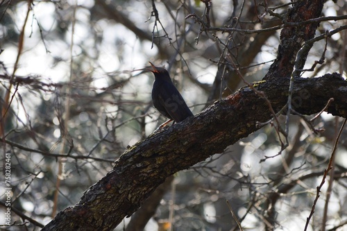 a little black bird sings on a branch