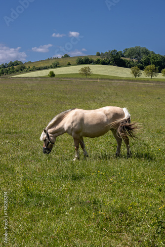 Horse on a pasture, Brnicko, Czechia © yassmin