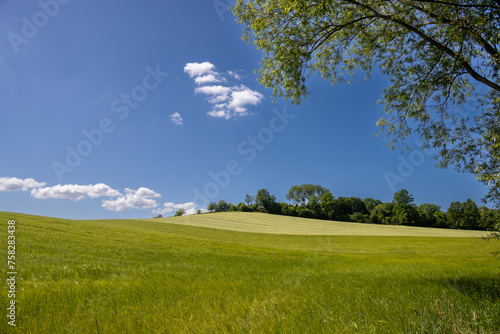 Meadow and trees in a sunny day, Brnicko, Czechia photo