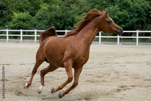  Brown Horse running în Summer  © ivu