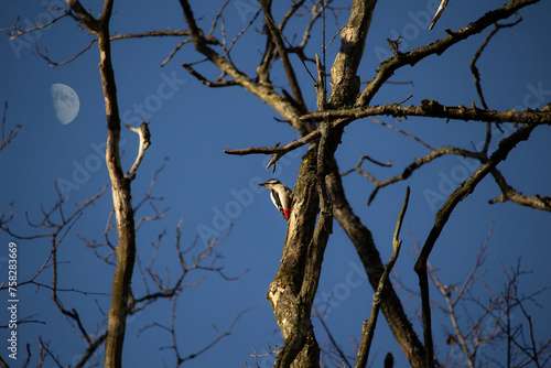 Great spotted woodpecker on a tree looking  to moon. photo