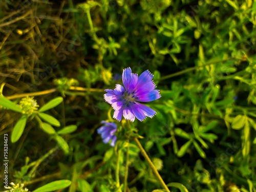 Cichorium spinosum L. photo