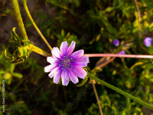 Cichorium spinosum L. photo