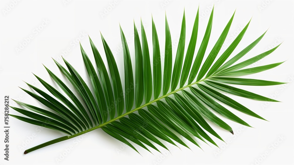 Fototapeta premium Tropical Green Palm Leaf Cut-Out: Photorealistic (8K)