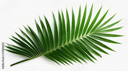 Tropical Green Palm Leaf Cut-Out: Photorealistic (8K)

 #758286212