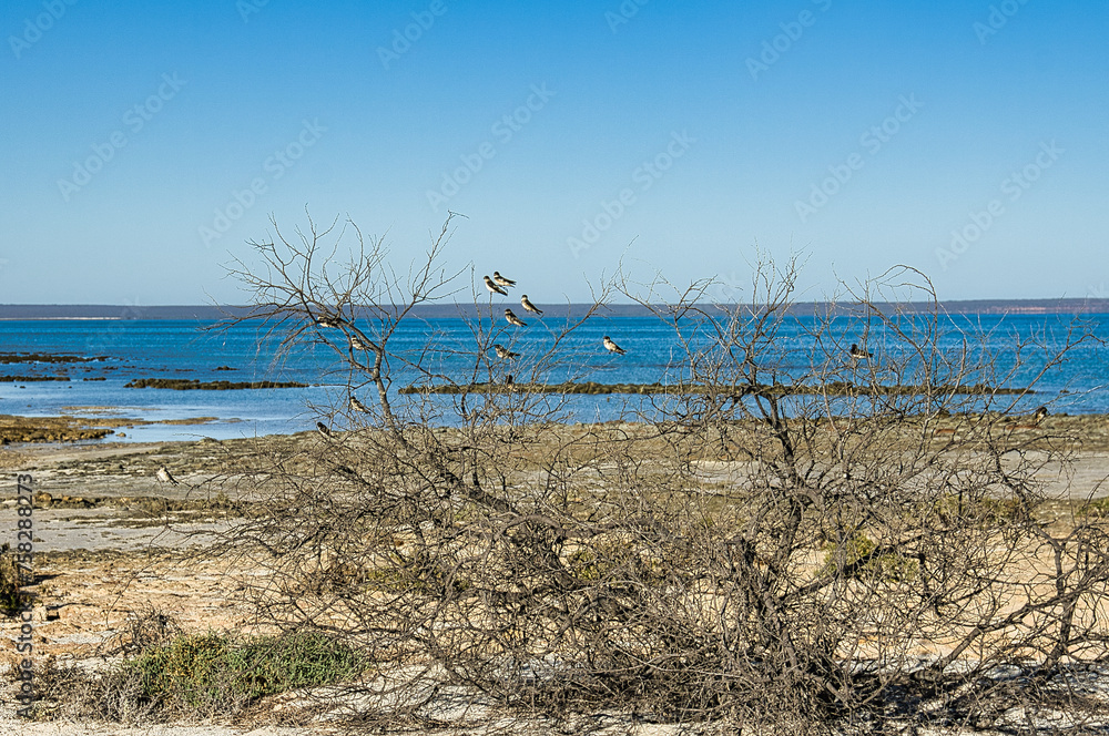 Swallows in a dead bush on the coast of Shark Bay, Western Australia
