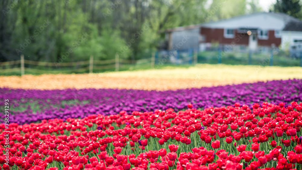 Fototapeta premium Laval, Canada - May 23 2018: Tulip farms with colorful flowers in Laval