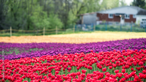 Laval, Canada - May 23 2018: Tulip farms with colorful flowers in Laval photo