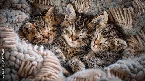 Trio of Tabby Kittens Napping Together © vivari_vector
