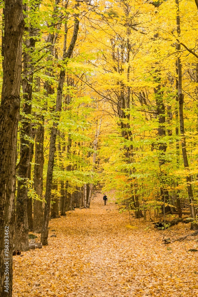Fototapeta premium Bromont, Canada - October 14 2019: Colorful autumn view in Bromont mount in Quebec Canada