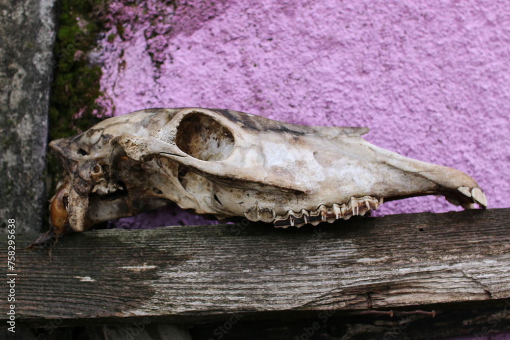 Close-Up of Animal Skull on Wooden Ledge: The Cycle of Nature