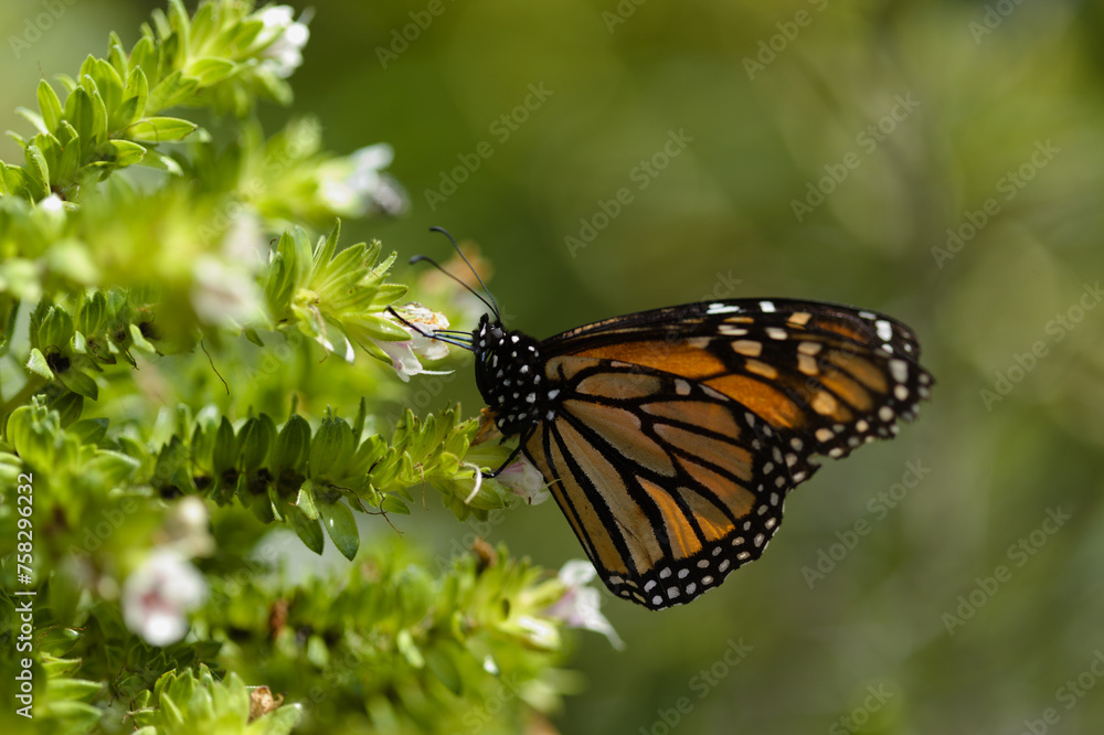 Fauna of Glan Canaria - monarch butterfly, Danaus plexippus Fauna of Glan Canaria - monarch butterfly, Danaus plexippus
