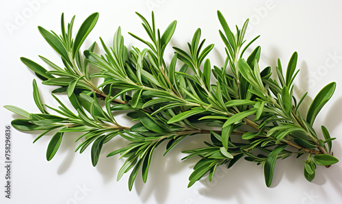 Rosemary branches on a white background.