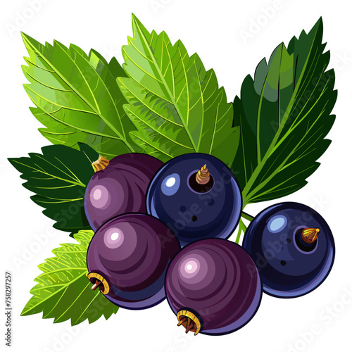 Black currant with leaves isolated on white background. Vector illustration.