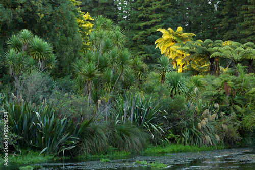 Baumfarne, Hamurana Springs, Rotorua, Bay of Plenty, Nordinsel, Neuseeland photo