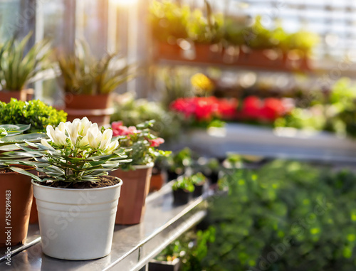 Wallpaper Mural greenhouse, sunny day, macro photography, place for text, flower pots on the windowsill Torontodigital.ca