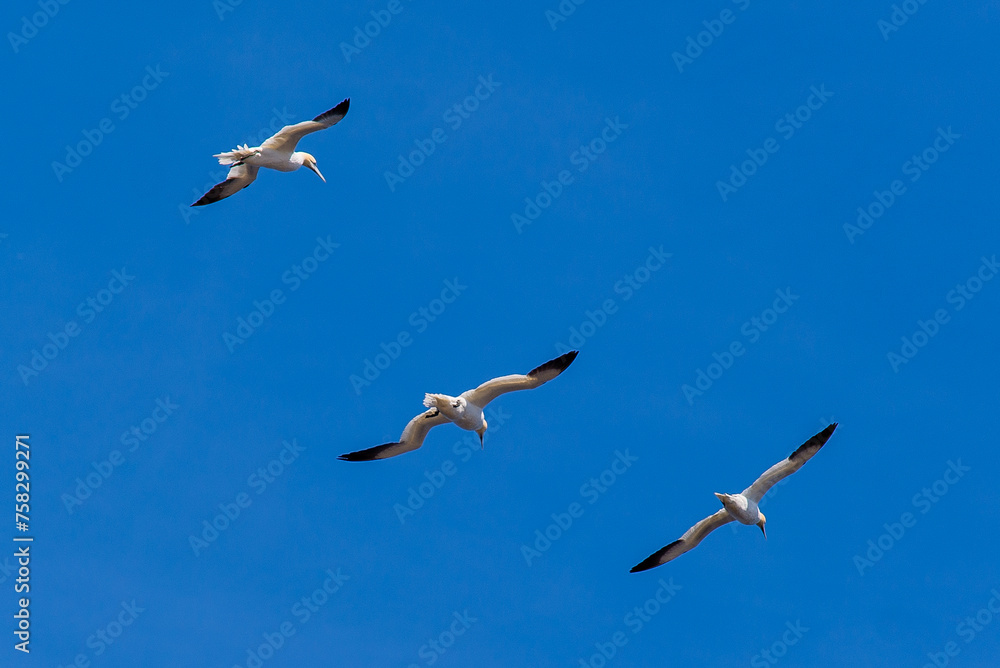 Obraz premium Bonaventure Island, Canada - August 27 2018: Birds crowd breeding in Bonaventure Island
