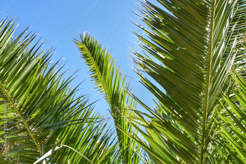Palm leaves against the blue sky. Summer tourism. Palm leaves against the blue sky. Summer tourism.