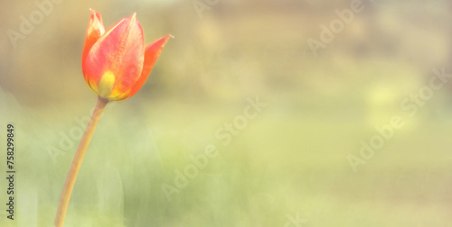 Einzelne Tulpe mit Textfreiraum zum Beschreiben photo