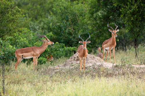 Herd of impalas in Kruger National Park, South Africa © bayazed