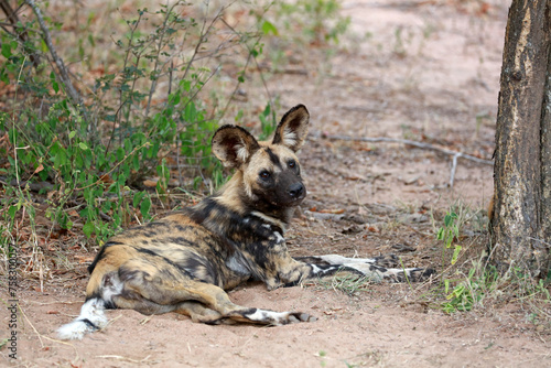 African wild dog, Kruger National Park, South Africa