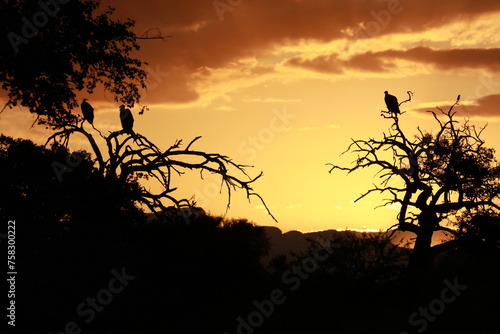 Sunset landscape with vultures in Kruger National Park, South Africa