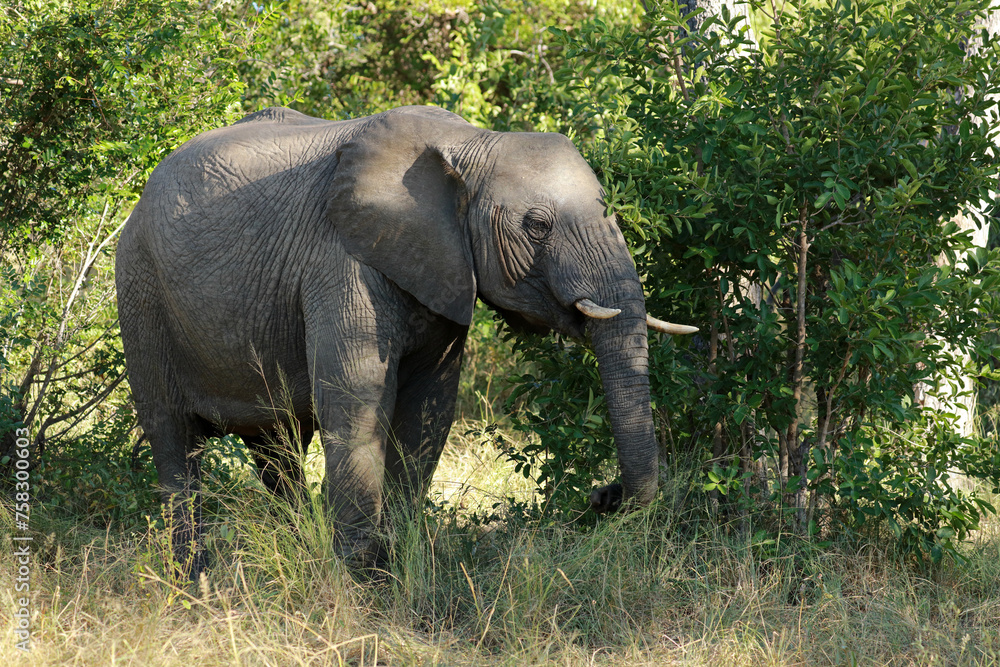 Fototapeta premium African elephant in Kruger National Park, South Africa 
