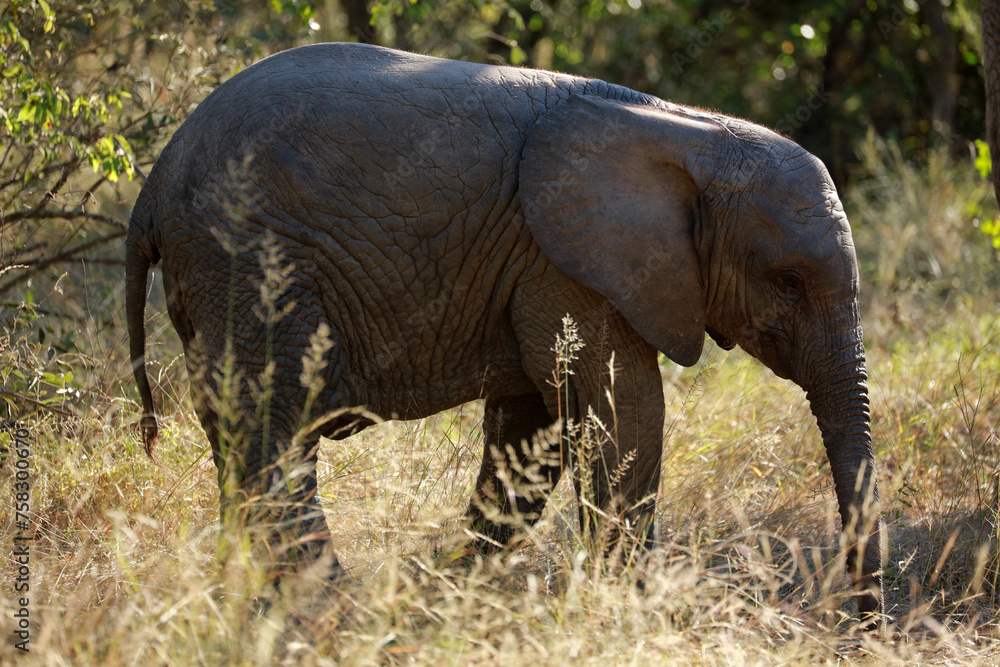 Fototapeta premium Baby african elephant in Kruger National Park, South Africa
