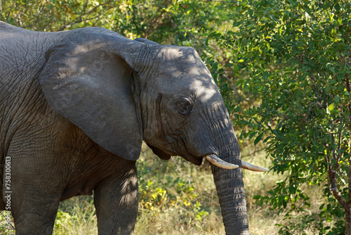 African elephant in Kruger National Park  South Africa 