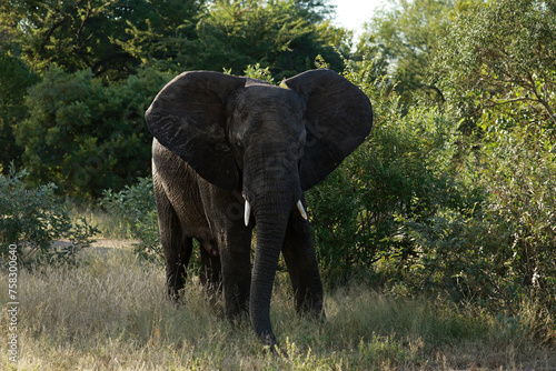 African elephant in Kruger National Park, South Africa 