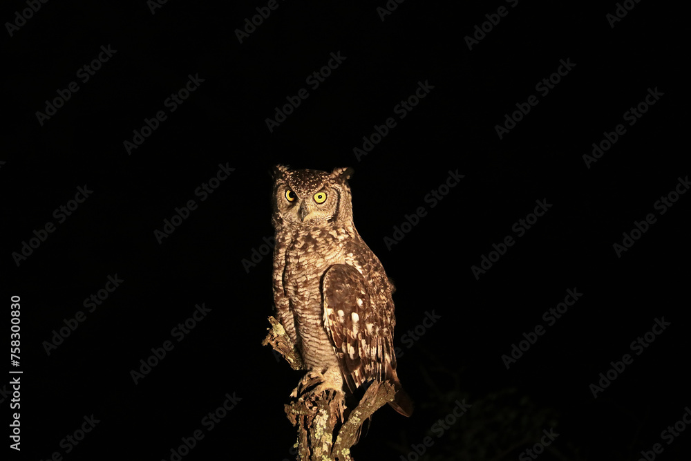 African spotted eagle owl in Kruger National Park, South Africa