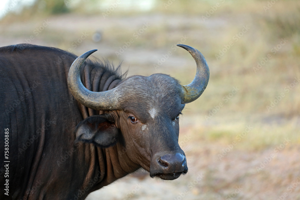 African buffalo in Kruger National Park, South Africa African buffalo in Kruger National Park, South Africa