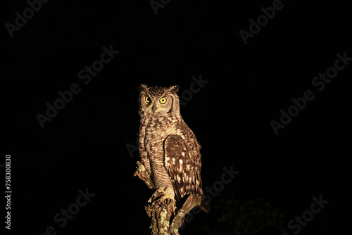 Obraz na płótnie African spotted eagle owl in Kruger National Park, South Africa w salonie