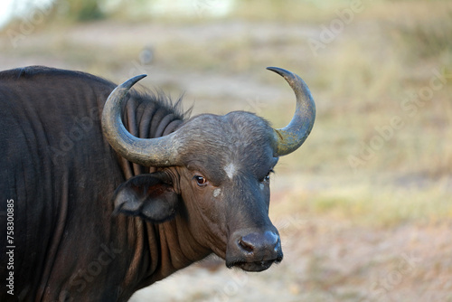 African buffalo in Kruger National Park, South Africa 