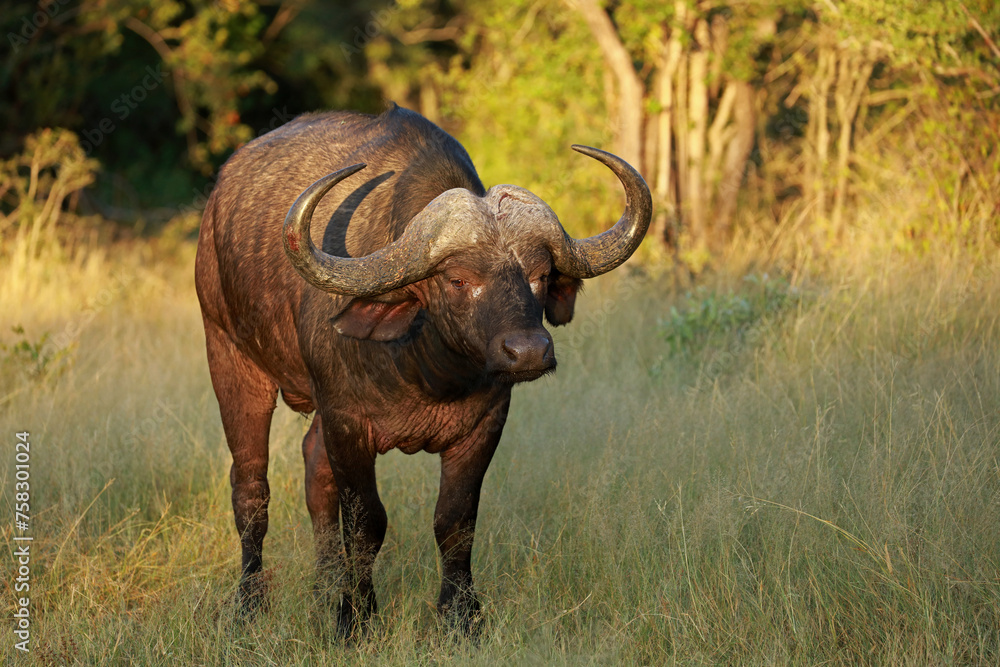 Obraz premium African buffalo in Kruger National Park, South Africa 