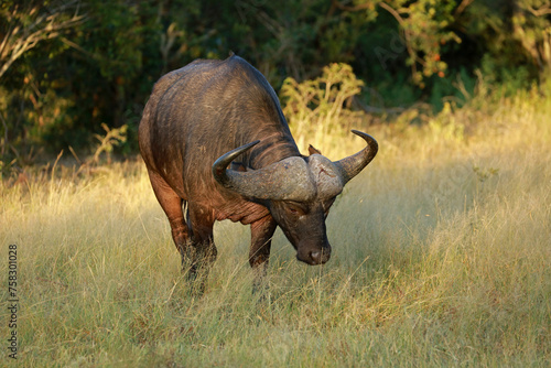 African buffalo in Kruger National Park, South Africa 