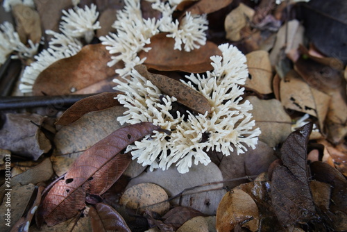 White Coral mushrooms in the Botanical Garden of Caucaia, Fortaleza - Ceará, Brazil. photo
