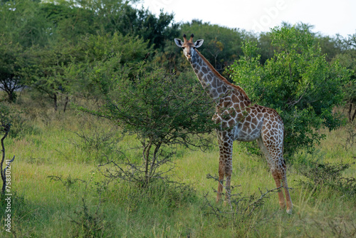 South African giraffe  Kruger National Park  South Africa