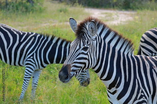 Plains zebras in Kruger National Park  South Africa