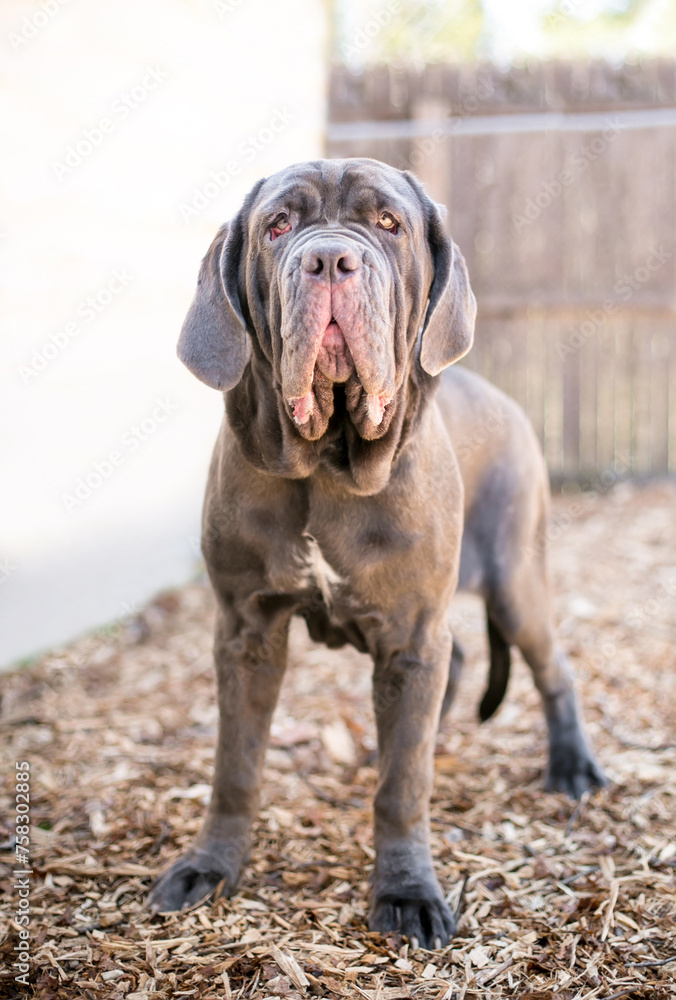 A purebred Neapolitan Mastiff dog with ectropion A purebred Neapolitan Mastiff dog with ectropion