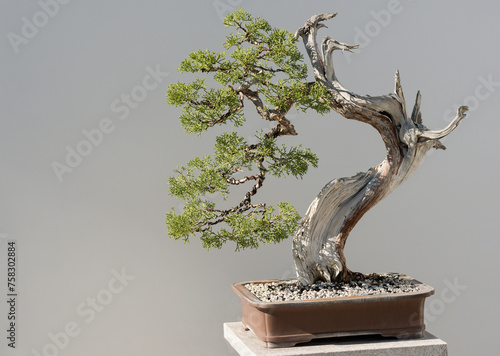 Juniper Bonsai