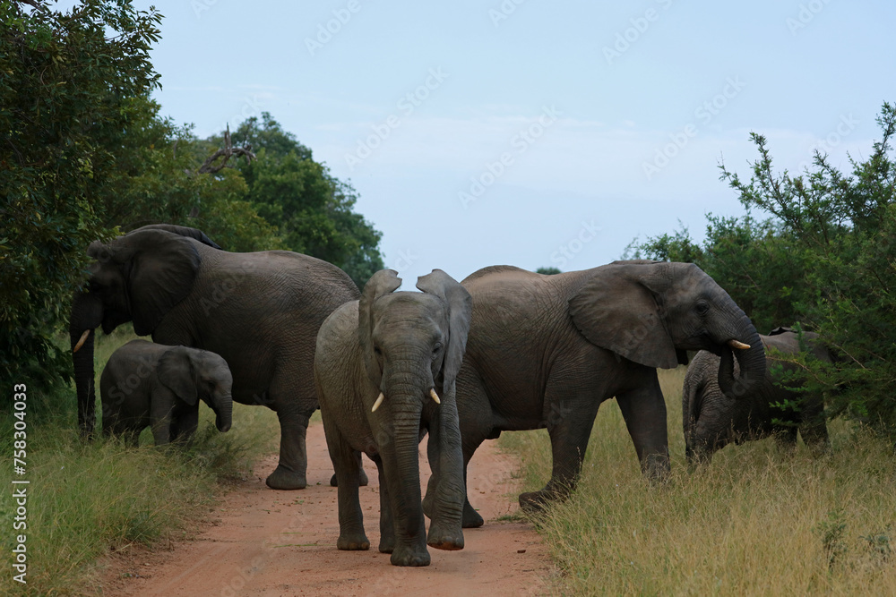 Fototapeta premium Herd of african elephants in Kruger National Park, South Africa